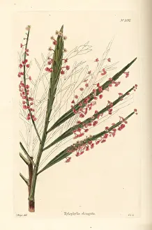 Shotter: Phyllanthus angustifolius