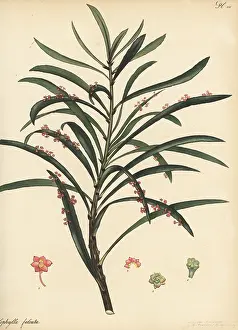 Botanical Artist: Phyllanthus epiphyllanthus subsp. epiphyllanthus