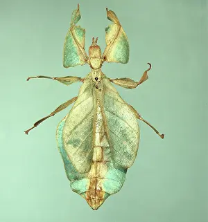 Mimic: Phyllium sp. Oriental leaf insect