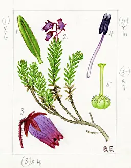 Atholl: Phyllodoce coerulea - blue heath