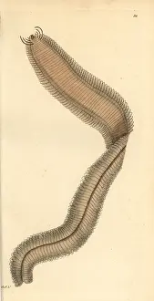 Miscellany: Phyllodoce lamelligera