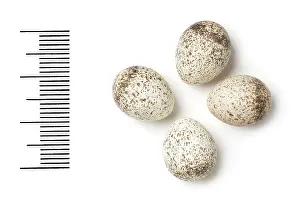 Clutch: Phylloscopus bonelli, western bonelli's warbler