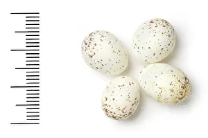 Eggshell: Phylloscopus neglectus, plain leaf warbler