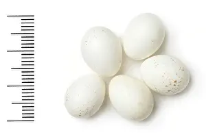 Eggshell: Phylloscopus neglectus, plain leaf warbler