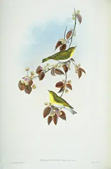 Phylloscopus: Phylloscopus sibilatrix, wood warbler