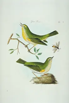 Brow: Phylloscopus sibilatrix, wood warbler