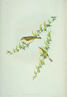 Trochilus: Phylloscopus trochilus, willow warbler