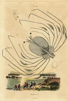Dhistoire: Phyllosoma larval stage of a spiny lobster