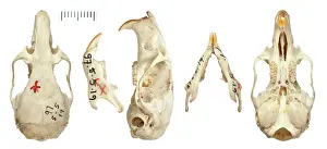 Myomorpha: Phyllotis cachinus