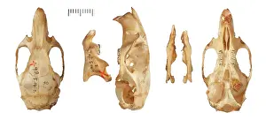 Myomorpha: Phyllotis chacoensis