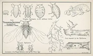 Vineyards: Phylloxera Vastatrix