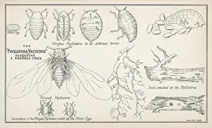 1877: Phylloxera Vastatrix