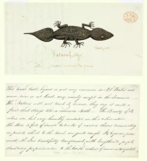 Gecko: Phyllurus platurus, leaf-tailed gecko