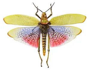 Grasshopper: Phymateus morbillosus, common milkweed locust