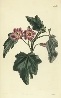 John Curtis: Phymosia abutiloides