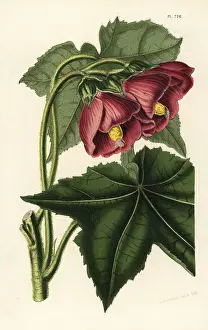 Nutans: Phymosia rosea