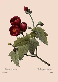 Redoute: Phymosia umbellata