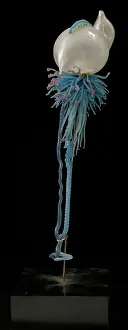 Coelenterata: Physalia pelagica, jellyfish