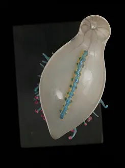 Jelly: Physalia pelagica, jellyfish