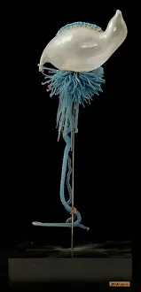 Jelly: Physalia pelagica, jellyfish