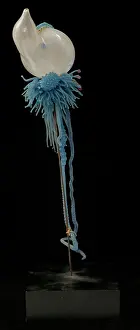 Jelly: Physalia pelagica, jellyfish