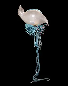 Physalis: Physalia pelagica, jellyfish model