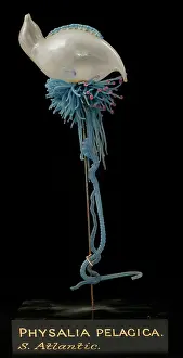 Jelly: Physalia pelagica, jellyfish model