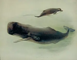 Sperm: Physeter catodon and Hyperoodon ampullatus