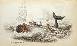 Whaling: Physeter catodon, sperm whale