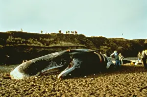Sperm: Physeter catodon, sperm whale