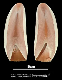 Halves: Physeter catodon, sperm whale