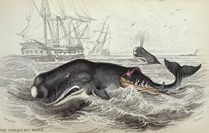 Whaling: Physeter catodon, sperm whale