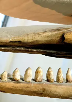 Sperm: Physeter macrocephalus, sperm whale