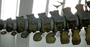 Sperm: Physeter macrocephalus, sperm whale