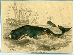 Spouting: Physeter macrocephalus, sperm whale