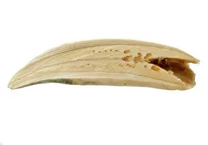 Epitheria: Physeter macrocephalus, Sperm whale tooth