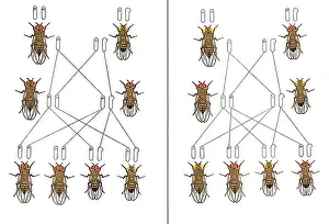 Inheritance: Physical Basis of Heredity, T.H. Morgan, 1919