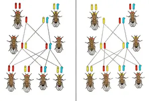 Inheritance: Physical Basis of Heredity, T.H. Morgan, 1919