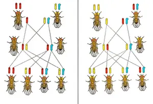 Inheritance: Physical Basis of Heredity, T.H. Morgan, 1919