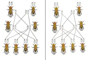 Inheritance: Physical Basis of Heredity, T.H. Morgan, 1919
