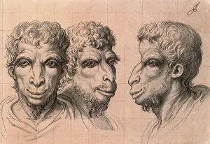1762: Physiognomic Heads Inspired by a Camel