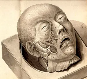 Pseudo: Physiognomical Illustration of Human Head