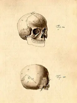 Pseudo: Physiognomical Illustration of Human Skull