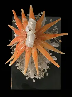 Jelly: Physophora hydrostatica, jellyfish
