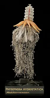 Jelly: Physophora hydrostatica, jellyfish model