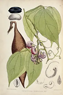 Calabar: Physostigma venenosum, calabar bean