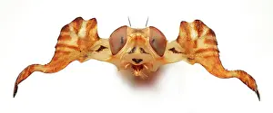 Capra: Phytalmia, antlered fly