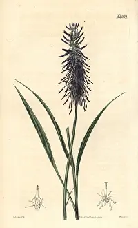 Rampion: Phyteuma scorzonerifolium