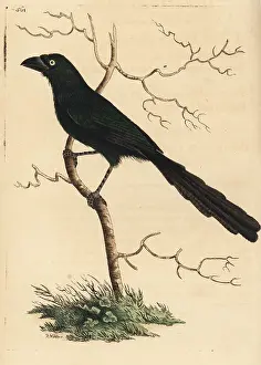 Afer: Piapiac, Ptilostomus afer