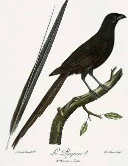 Afer: Piapiac, Ptilostomus afer